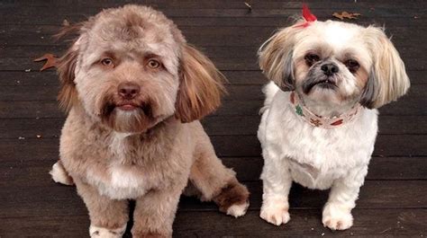 12 Cute Dogs With Nearly Human Faces The Dog People By