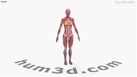 360 View Of Complete Female Anatomy 3d Model Hum3d Store