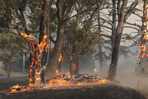 Digital Photograph Trio Of Trees On Fire 2 Black Saturday