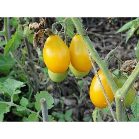 Gold Roma Tomato Seeds السعر €175