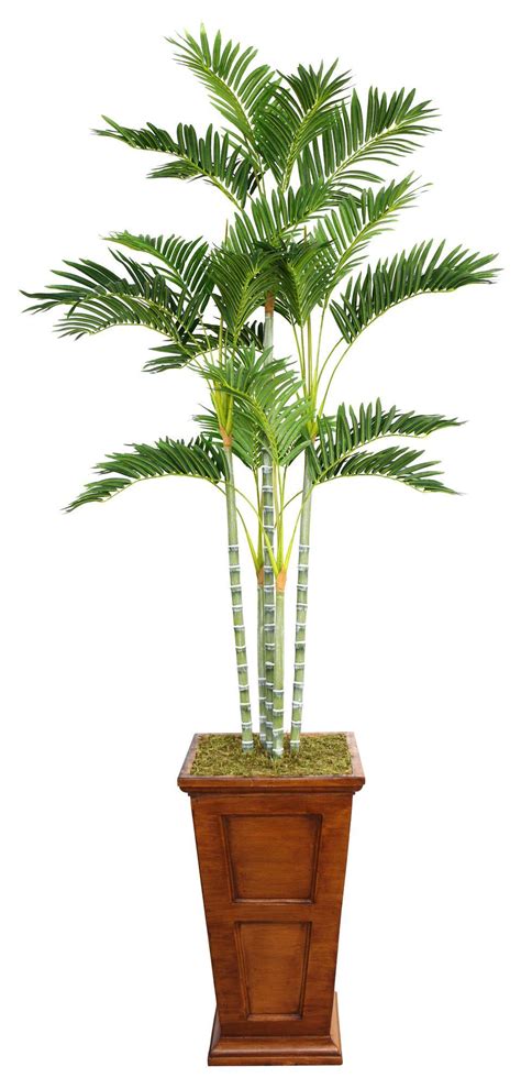 (12 m) outdoors, indoor varieties of this palm will max out at about 12 ft. Tall Palm Tree in Planter (With images) | Trees to plant ...