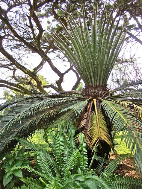 Jurassic Period Plants Enclosure