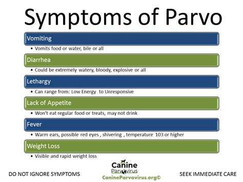 Parvo Symptoms Canine Parvovirus First Signs And Incubation