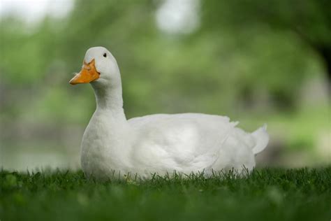 Peking duck is a dish from beijing (peking) that has been prepared since the imperial era. Pekin Duck: Complete Breed Guide - Raising Ducks