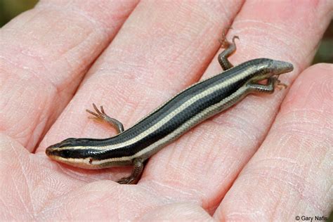 Western Red Tailed Skink Plestiodon Gilberti Rubricaudatus