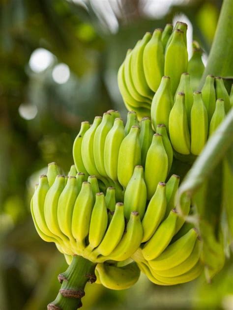 Boiled Green Bananas Recipe Healthier Steps