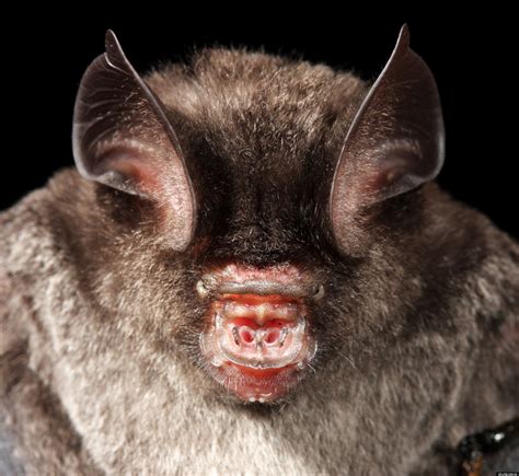 Craseonycteris thonglongyai or bumblebee bat it is the smallest of all the species of bats that are in the world and it is also one of the smallest mammals in. Bat Immunity Research May Shed Light On Cancer, Infections ...