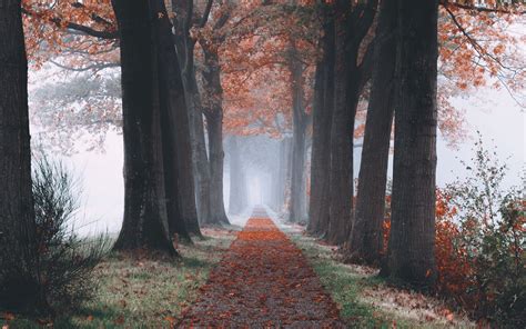 Download Wallpaper 1920x1200 Autumn Path Forest Trees