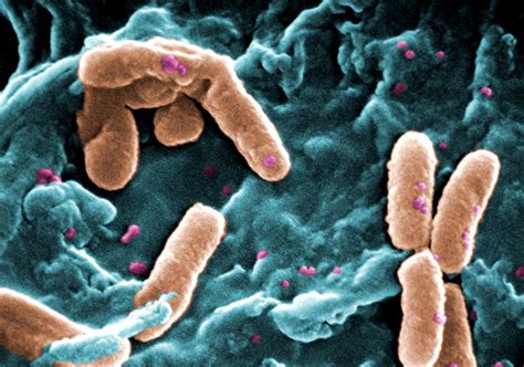 As Bacterias Do Genero Pseudomonas Apresentam Grande Potencial