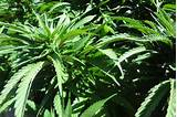 Images of Delaware Marijuana Legalization