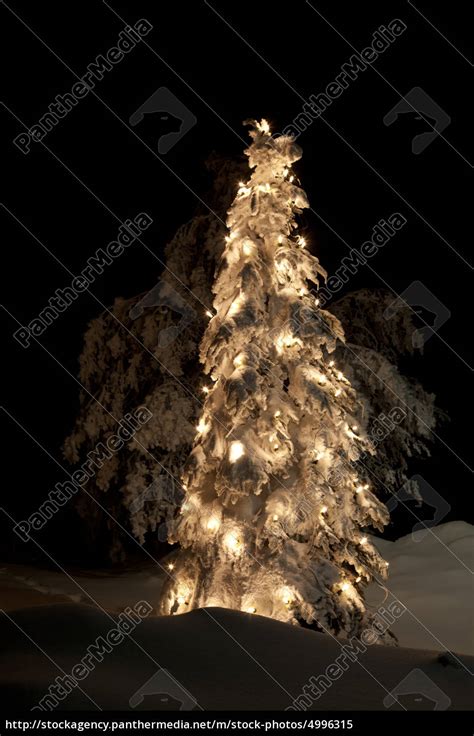 Weihnachtsbaum Im Schnee Winter Lizenzfreies Bild 4996315