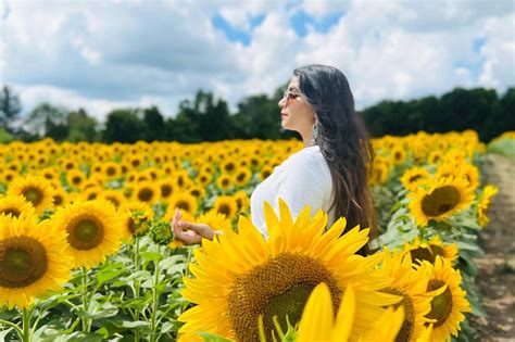 Sunflower Farms In Ontario For Epic Selfies Are Now Open For The Season