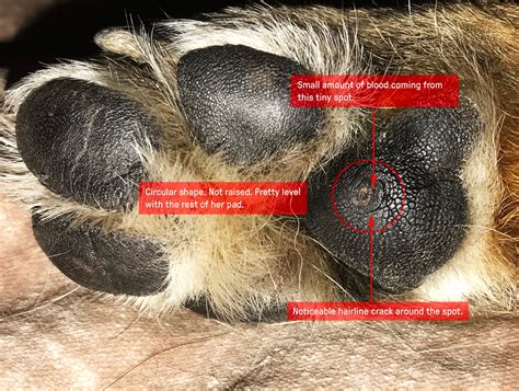 Types Of Warts On Dogs