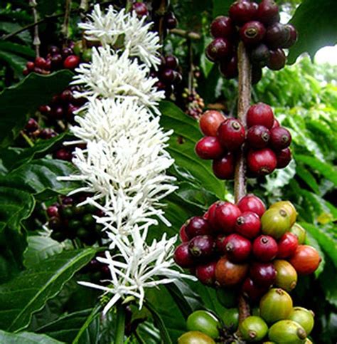 Arabica Coffee Bean Live Tree On Mercari
