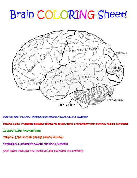 Brain Coloring Worksheet