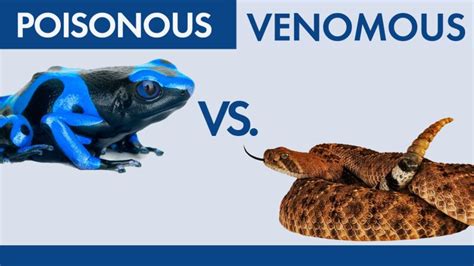 Whats The Difference Between Poisonous And Venomous Howstuffworks