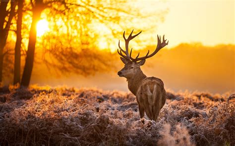 Deer Animals Nature Landscape Sunlight Mammals Wallpapers Hd