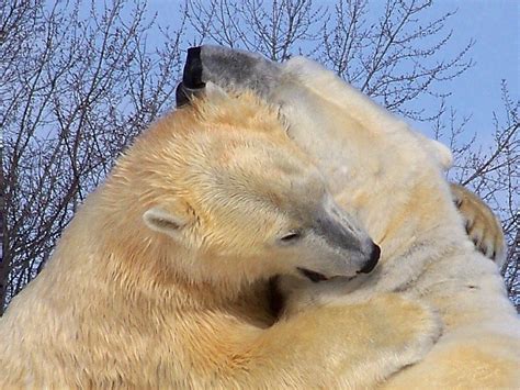 Bear Hug Two Of The Polar Bears In The Arctic Circle Of Li Flickr