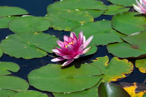 Water Lilies Aquatic Plants Lotus Free Photo On Pixabay Pixabay