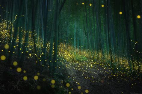 🇯🇵 Enchanted Forest With Fireflies Japan By Daniel Kordan 500px 🌲