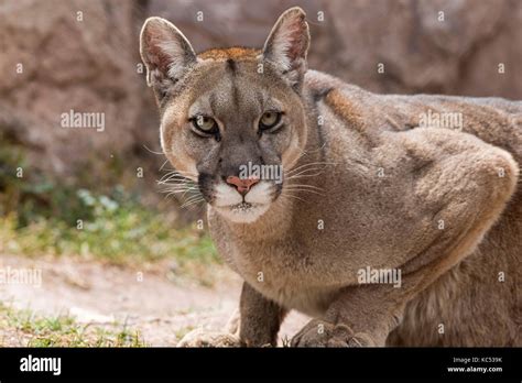 Cougar Puma Concolor Portrait Captive Andes Peru Stock Photo Alamy