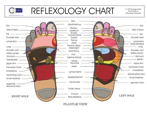 Reflexology Chart