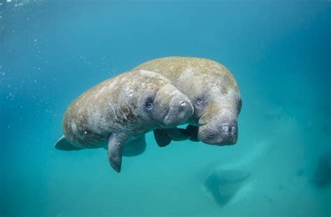 3 Threats Facing Manatees Today Ocean Conservancy