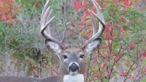 1182015 Almost Perfect 10 Point Buck Youtube