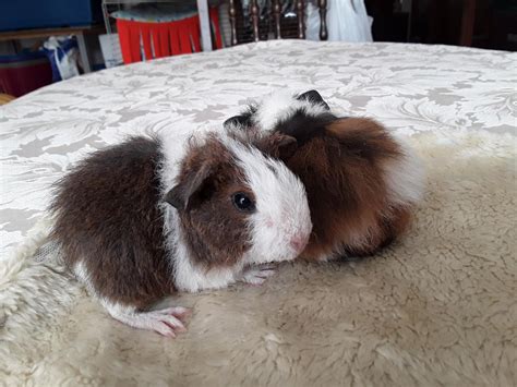 Baby Teddy Guinea Pigs In B63 Dudley For £4000 For Sale Shpock