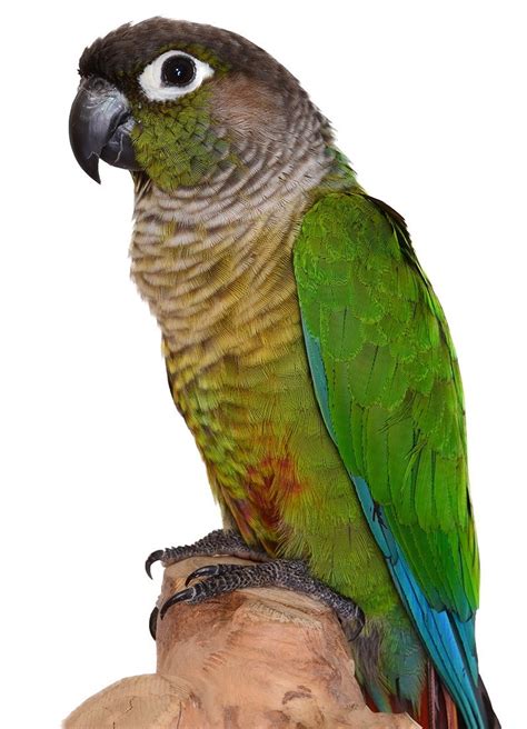 Green Cheek Conure The Animal Store