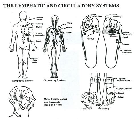 Lymphatic System Lymphatic System Lymphatic Lymphatic Massage