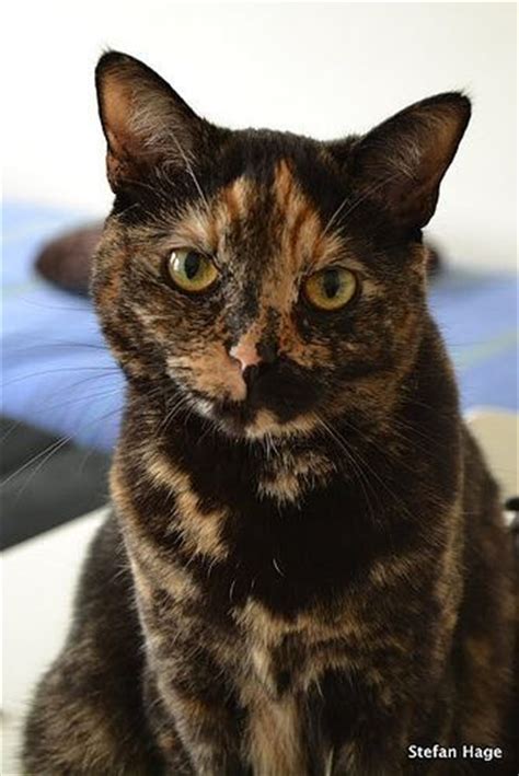 199 Best Images About Stunning Tortoiseshell Cats On Pinterest Calico