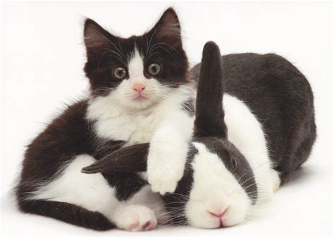Make sure your rabbit is relaxed. Bring on the Bunnies - because cats have ruled the ...