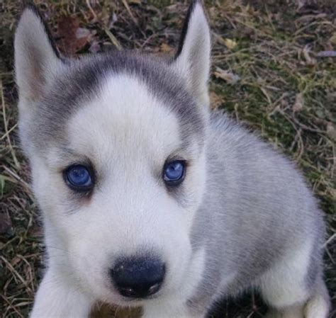 Akc Siberian Husky Male Puppy Grey And White Blue Eyes Ready Now For Sale