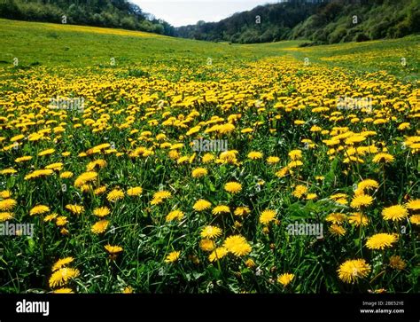 Dandelions Taraxacum Officinale Flower Meadow Hi Res Stock Photography