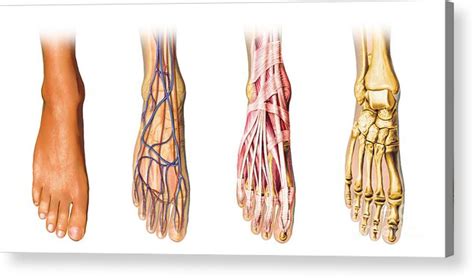 Human Foot Anatomy Showing Skin Veins Acrylic Print By Leonello Calvetti