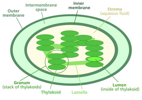 The stroma contains ribosomes, enzymes, and chloroplast dna. Biophysics/Introduction/Thylakoid - Wikiversity