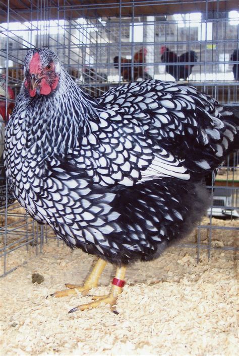 Black Laced Silver Wyandotte Chicken For Sale Cackle Hatchery