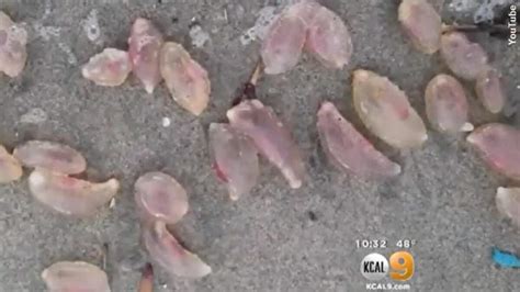 Strange Blobs Appear On Ca Beach Coast To Coast Am