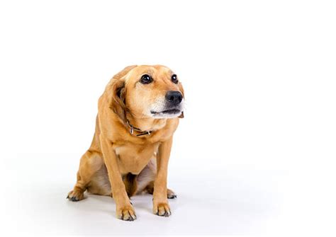 Best Scared Dog Stock Photos Pictures And Royalty Free Images Istock