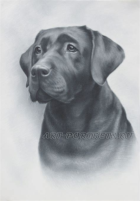 Whether you're painting a realistic dog or sketching a cute cartoon puppy, pick up some new tricks for capturing a dachshund has quite different dimensions from a husky or golden retriever, and all of those have completely different faces from a pug or boston terrier. Drawing of dog face. Realistic drawing of dog. Pet ...