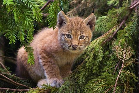 Lynx The Case For Rewilding Highland Titles