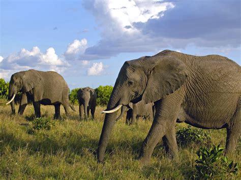 15 Elephant Safaris Photos Desktop Wallpapers