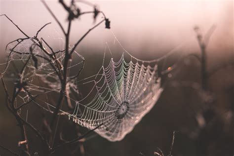 How To Photograph A Spiders Web