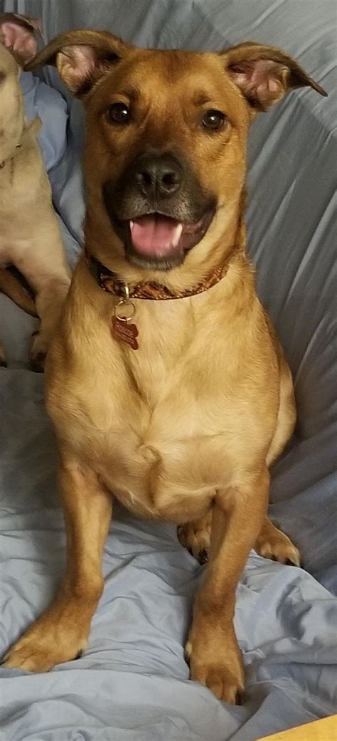 Rescued him 3 months ago. Neutered. He barks lile crazy at new people that come through the door