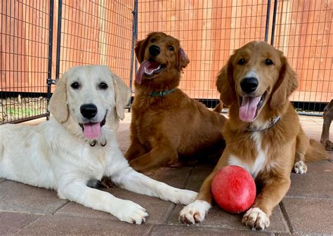 Dog Training Honolulu | Professional Dog Trainer on Oahu | Balanced