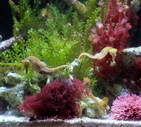 We did not find results for: The Marine Planted Tank & Macro Algae Thread - Macroalgae ...