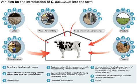 Frontiers Clostridium Botulinum Type C D Cd And Dc An Update