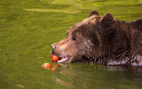 Hungry Bear My Facebook Page Meinersmarc My Flickr