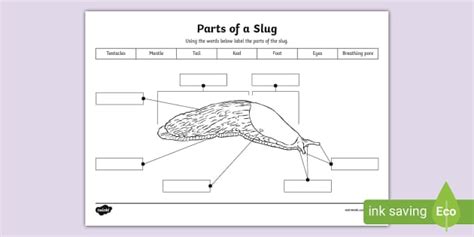 Parts Of A Slug Worksheet Teacher Made Twinkl
